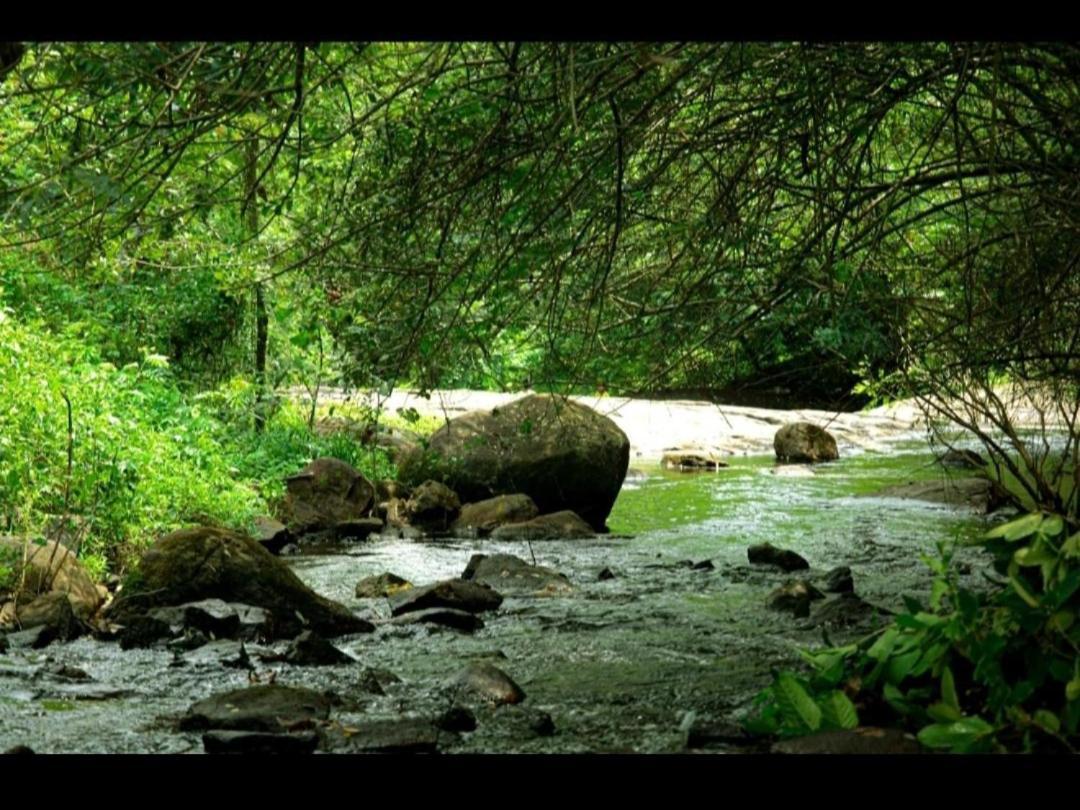Nest Resorts Athirappilly Ngoại thất bức ảnh